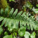 Polypodium interjectum ShivasPolypodium interjectum Shivas