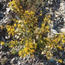 Genista triacanthos Brot.Genista triacanthos Brot.