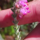 Erica tetralix L.Erica tetralix L.