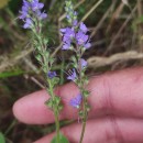 Veronica officinalis L.Veronica officinalis L.