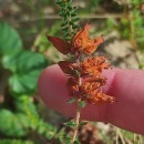 Erica ciliaris L.Erica ciliaris L.