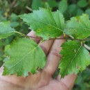 Betula celtiberica Rothm. & Vasc.Betula celtiberica Rothm. & Vasc.