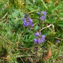 Veronica officinalis L.Veronica officinalis L.