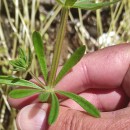 Galium aparine L.Galium aparine L.