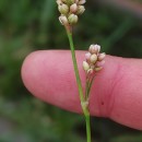 Persicaria maculosa GrayPersicaria maculosa Gray