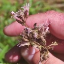 Eupatorium cannabinum L.Eupatorium cannabinum L.