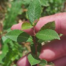Salix repens L. subsp. repensSalix repens L. subsp. repens