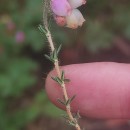 Erica tetralix L.Erica tetralix L.