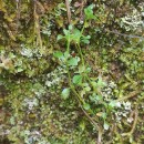 Polycarpon tetraphyllum (L.) L. subsp. tetraphyllumPolycarpon tetraphyllum (L.) L. subsp. tetraphyllum