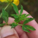 Lotus pedunculatus Cav.Lotus pedunculatus Cav.