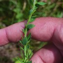 Genista berberidea LangeGenista berberidea Lange