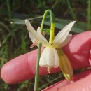 Narcissus triandrus L. subsp. triandrusNarcissus triandrus L. subsp. triandrus