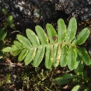 Polypodium vulgare L.Polypodium vulgare L.