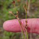 Juncus bulbosus L.Juncus bulbosus L.