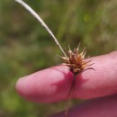 Carex durieui Steud. ex KunzeCarex durieui Steud. ex Kunze
