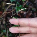 Brachypodium pinnatum (L.) Beauv.Brachypodium pinnatum (L.) Beauv.