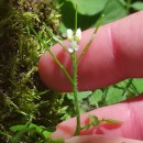Cardamine flexuosa With.Cardamine flexuosa With.