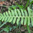 Polypodium interjectum ShivasPolypodium interjectum Shivas