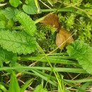 Stachys officinalis (L.) Trevis.Stachys officinalis (L.) Trevis.