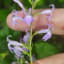 Lobelia urens L.Lobelia urens L.