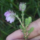 Erica tetralix L.Erica tetralix L.