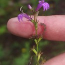 Lobelia urens L.Lobelia urens L.