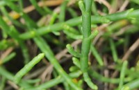 Sarcocornia perennis (Mill.) A.J. Scott subsp. perennisSarcocornia perennis (Mill.) A.J. Scott subsp. perennis