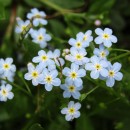 Myosotis sp. L.Myosotis sp. L.