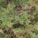 Artemisia crithmifolia L.Artemisia crithmifolia L.