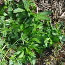 Eryngium viviparum J.Gay subsp. viviparumEryngium viviparum J.Gay subsp. viviparum