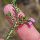 Erica australis L.Erica australis L.