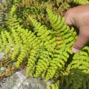 Dryopteris guanchica Gibby & JermyDryopteris guanchica Gibby & Jermy