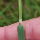 Helictochloa marginata (Lowe) Romero ZarcoHelictochloa marginata (Lowe) Romero Zarco