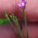 Epilobium obscurum Schreb.Epilobium obscurum Schreb.