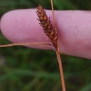 Carex binervis Sm.Carex binervis Sm.