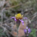 Galatella aragonensis (Asso) NeesGalatella aragonensis (Asso) Nees