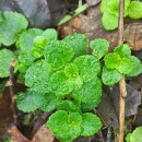 Chrysosplenium oppositifolium L.Chrysosplenium oppositifolium L.