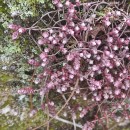 Sedum brevifolium DC.Sedum brevifolium DC.