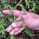 Rumex acetosa L. subsp. acetosaRumex acetosa L. subsp. acetosa