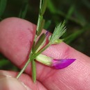 Vicia sativa L. subsp. nigra Ehrh.Vicia sativa L. subsp. nigra Ehrh.