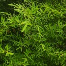 Phyllostachys reticulata (Rupr.) K.KochPhyllostachys reticulata (Rupr.) K.Koch