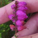 Erica ciliaris L.Erica ciliaris L.