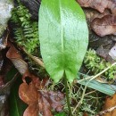 Rumex acetosa  L.Rumex acetosa L.