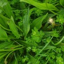 Plantago lanceolata L.Plantago lanceolata L.