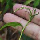 Persicaria hydropiper (L.) SpachPersicaria hydropiper (L.) Spach