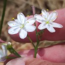 Simethis mattiazzii (Vand.) Sacc.Simethis mattiazzii (Vand.) Sacc.