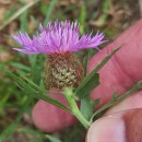 Centaurea corcubionensis M. LaínzCentaurea corcubionensis M. Laínz