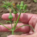 Sonchus oleraceus L.Sonchus oleraceus L.