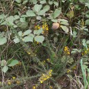 Ulex gallii Planch. subsp. galliiUlex gallii Planch. subsp. gallii