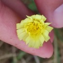 Pilosella officinarum Vaill.Pilosella officinarum Vaill.